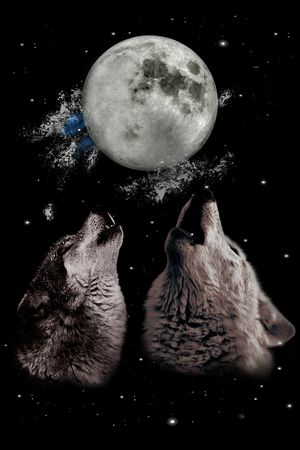 狼头印花华亿平台图片