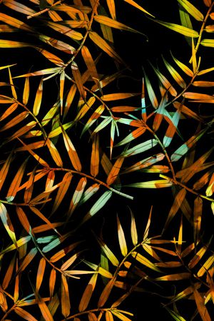 棕榈叶印花华亿平台图片