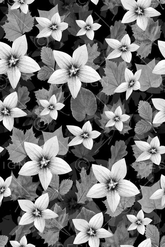 叶子印花华亿平台图片