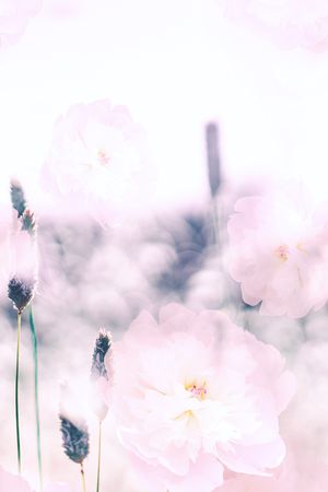 数码花卉类印花华亿平台图片