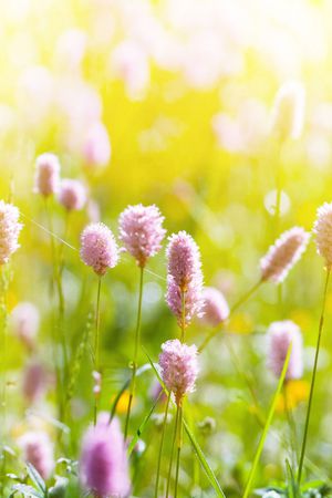 数码花卉类印花华亿平台图片