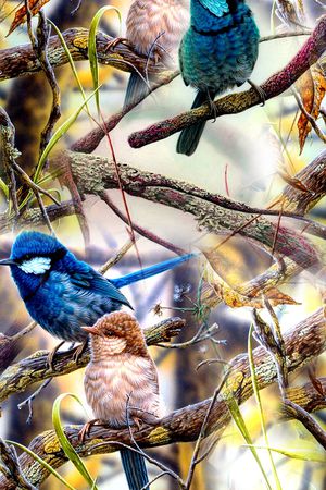 各种鸟类印花华亿平台图片