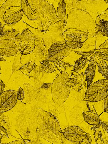 800431-特效处理素描枯叶