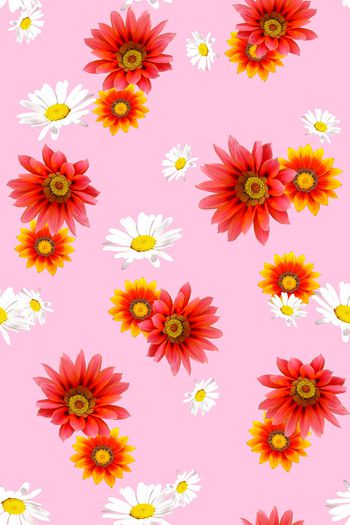 801344-菊花—粉红