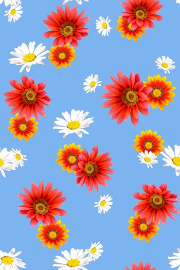 801348-菊花—浅蓝