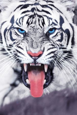 白虎印花华亿平台图片