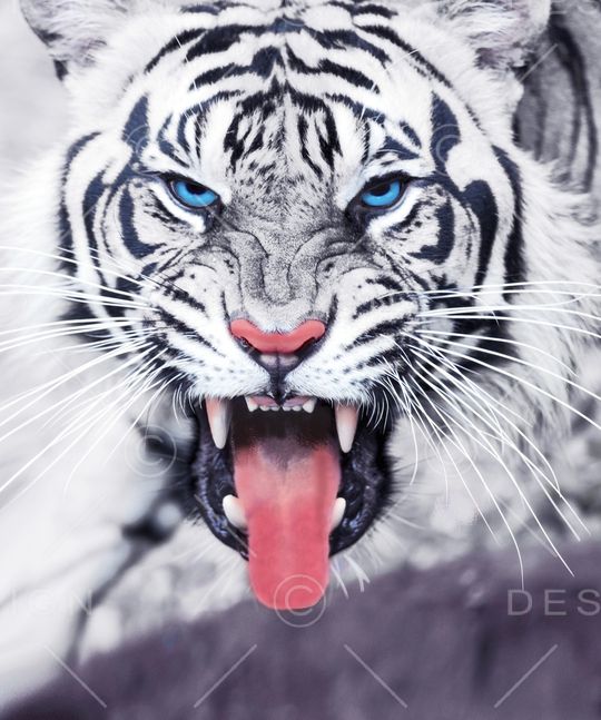 白虎印花华亿平台图片