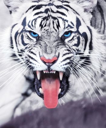 白虎印花华亿平台图片