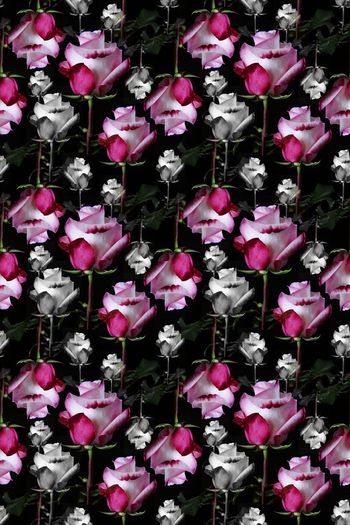 802434-170312-rose-2-1