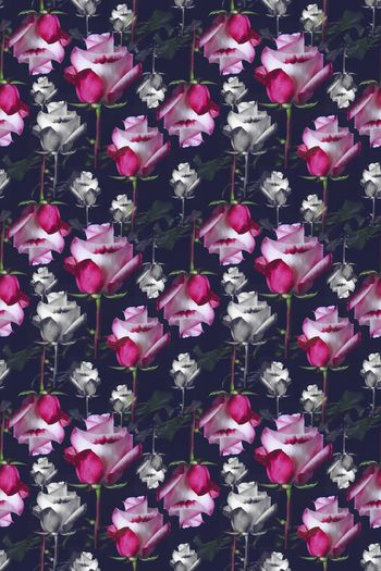 802435-170312-rose-2-2