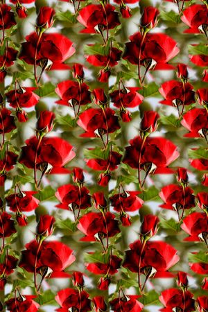 红玫瑰印花华亿平台图片