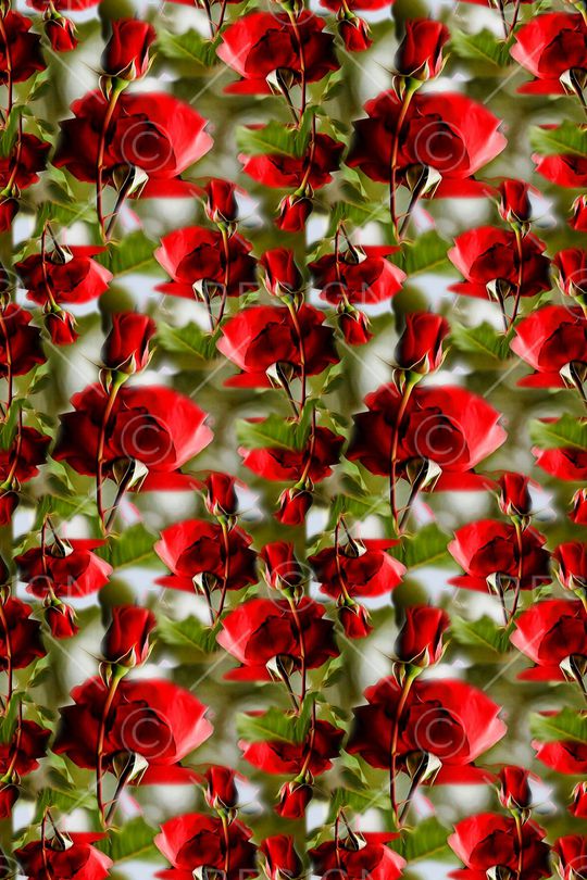 红玫瑰印花华亿平台图片