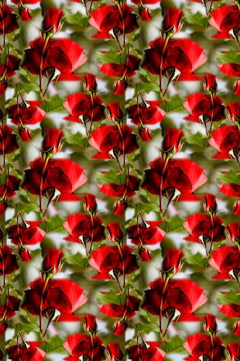 803337-170312-rose-7-1