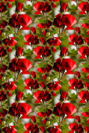 803338-170312-rose-7-2