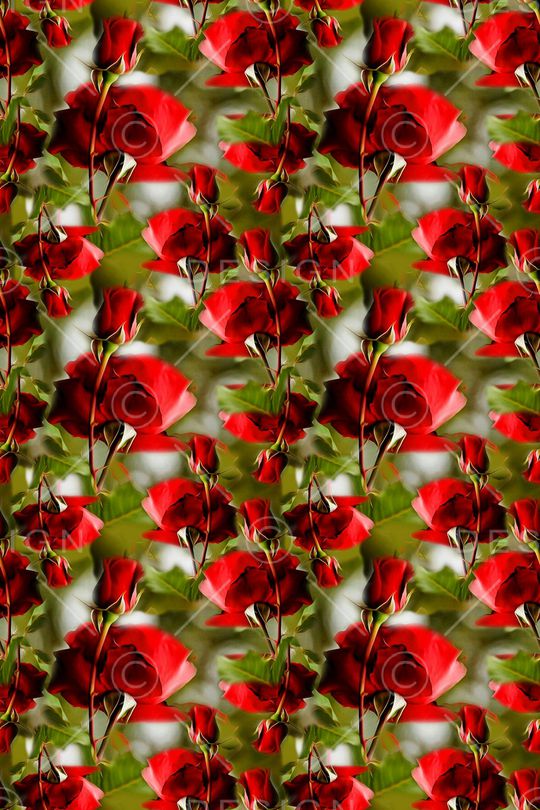 红玫瑰印花华亿平台图片