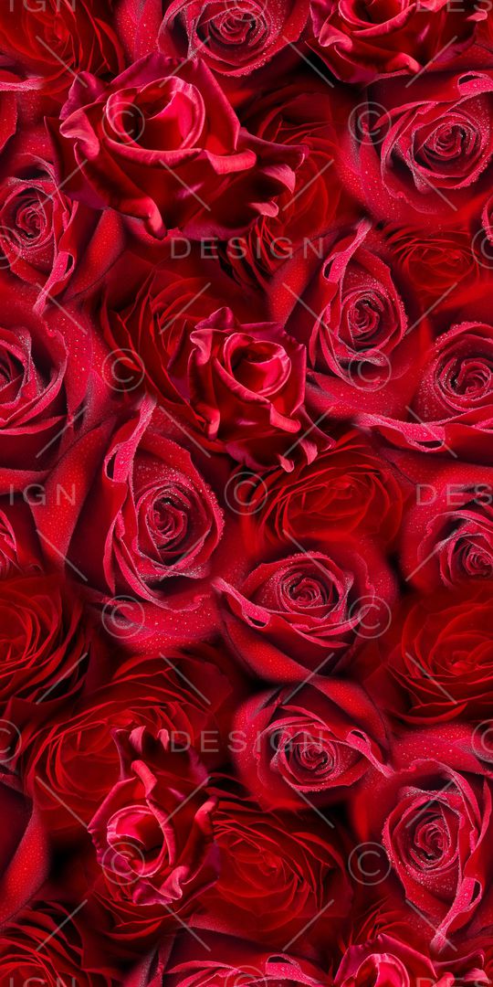 玫瑰花印花华亿平台图片