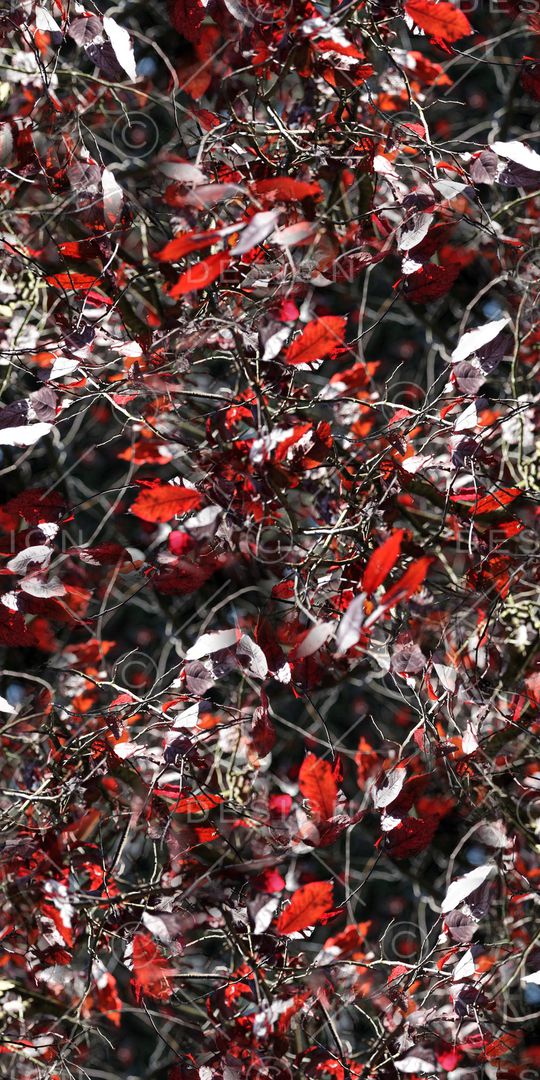 乱花印花华亿平台图片