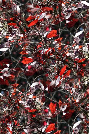 乱花印花华亿平台图片