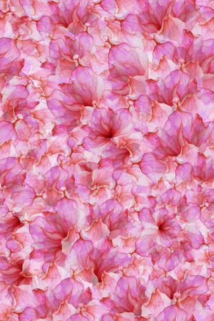 昆虫印花华亿平台图片