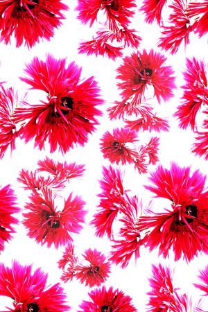 菊花印花华亿平台图片