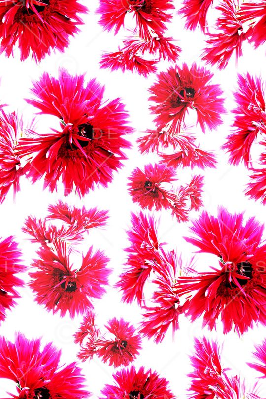 菊花印花华亿平台图片