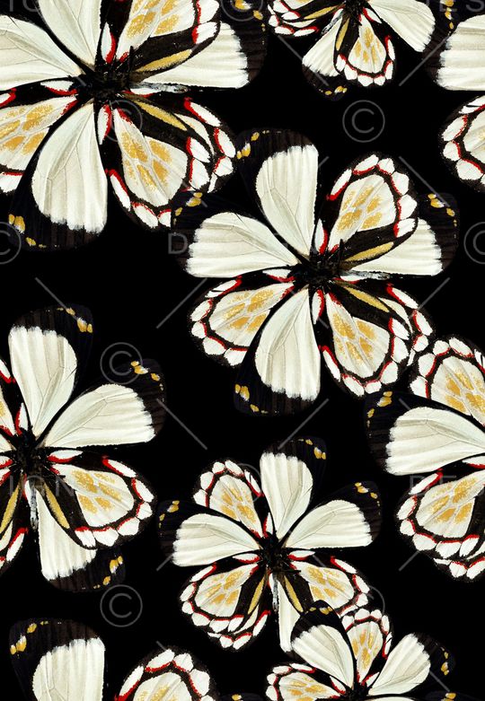 抽象蝴蝶印花华亿平台图片