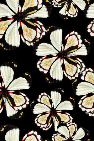 抽象蝴蝶印花华亿平台图片