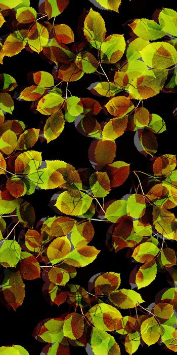 棕榈叶印花华亿平台图片