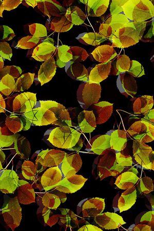 棕榈叶印花华亿平台图片