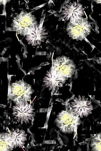 814477-菊花—黑纹理