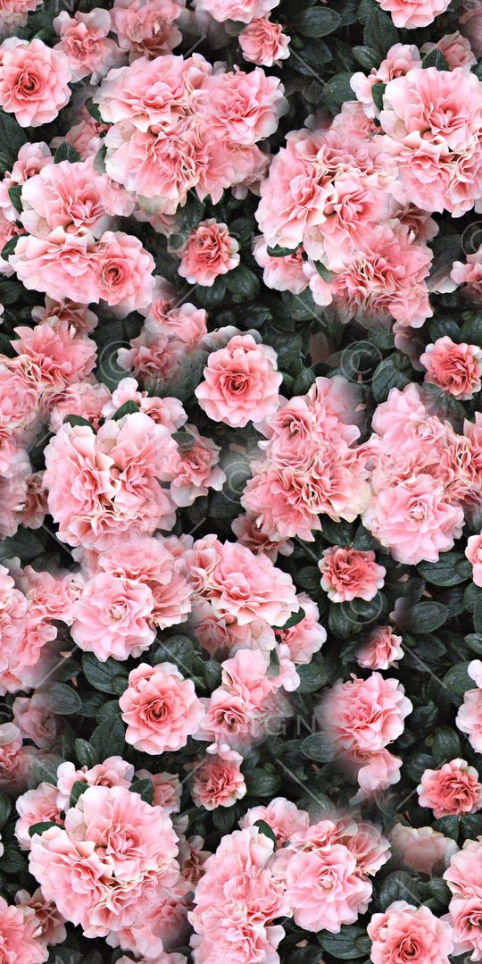 牵牛花印花华亿平台图片