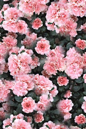 牵牛花印花华亿平台图片