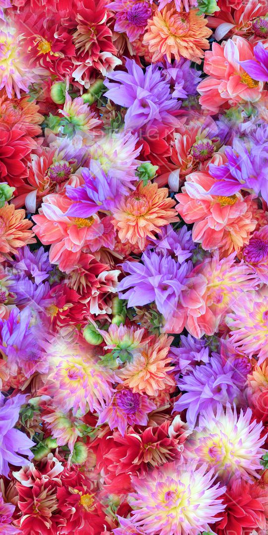 牵牛花印花华亿平台图片