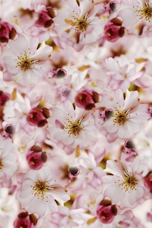 鲜花印花华亿平台图片