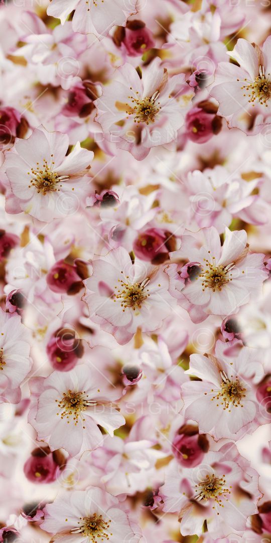 鲜花印花华亿平台图片