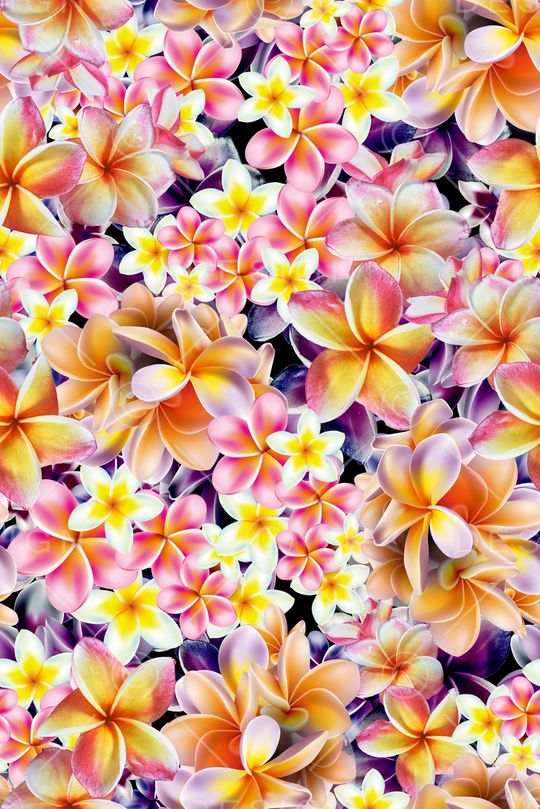 鸡蛋花印花华亿平台图片