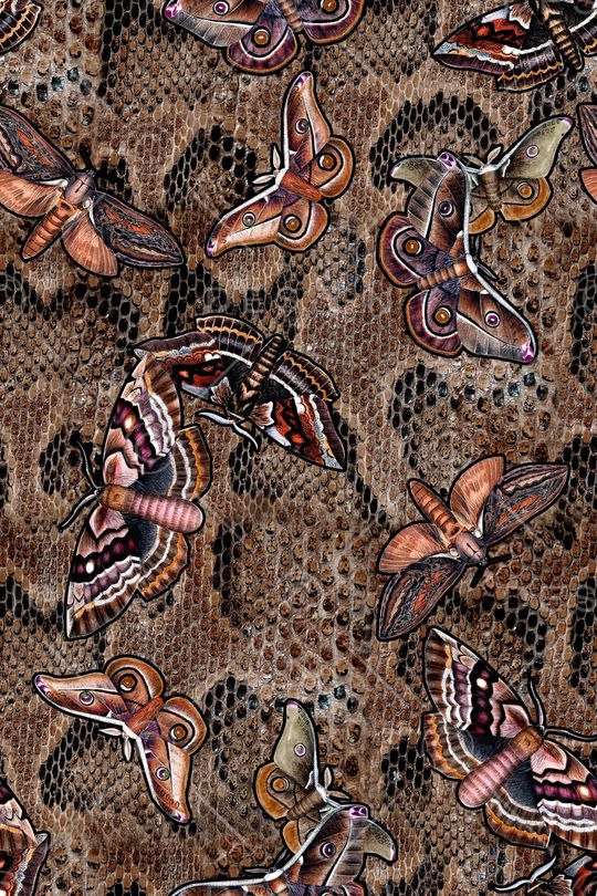 蝴蝶印花华亿平台图片