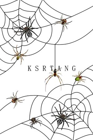 蜘蛛网印花华亿平台图片