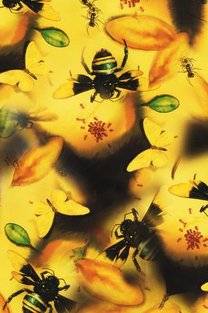 昆虫印花华亿平台图片