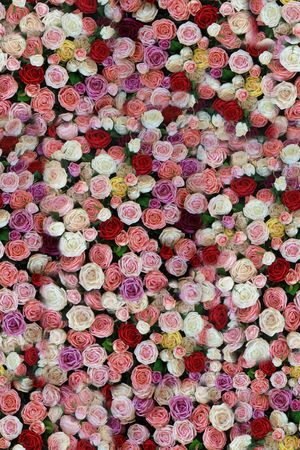 玫瑰花印花华亿平台图片