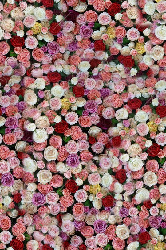 玫瑰花印花华亿平台图片