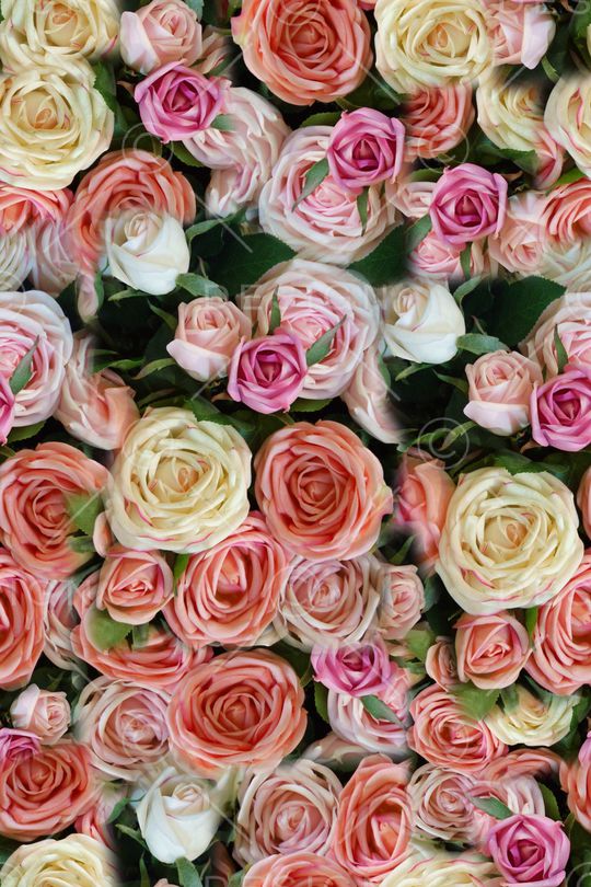 玫瑰花印花华亿平台图片