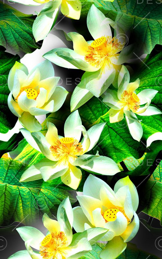 荷花印花华亿平台图片