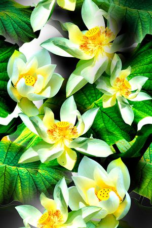 荷花印花华亿平台图片