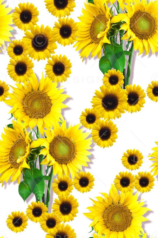 向日葵印花华亿平台图片