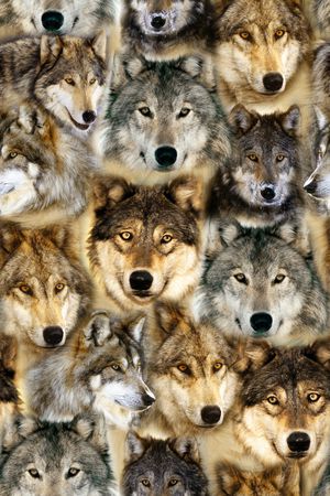 动物纹印花华亿平台图片