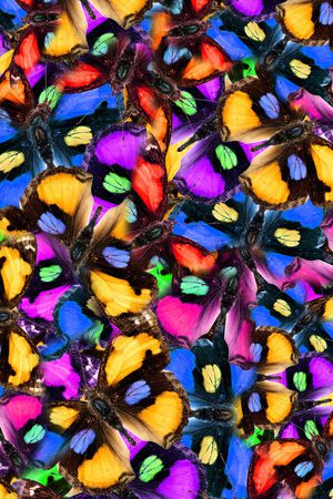 蝴蝶印花华亿平台图片