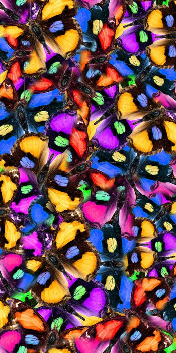 蝴蝶印花华亿平台图片