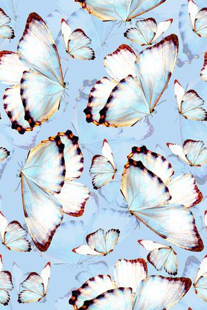 蝴蝶印花华亿平台图片