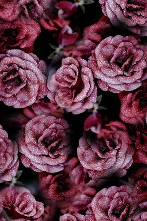 红玫瑰印花华亿平台图片